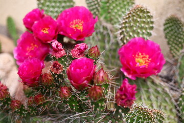 Obraz premium Opuntia erinacea var. utahensis OPUNCJA CIERNISTA kwiat różowy cactus