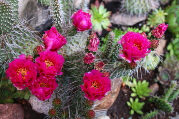 Opuntia erinacea var. utahensis OPUNCJA CIERNISTA kwiat różowy cactus © Perovskia