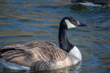A Canada goose on the Moselle