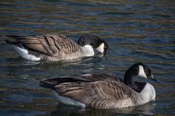 Two Canada geese swim in the Moselle