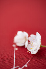 赤い背景と桜の花
