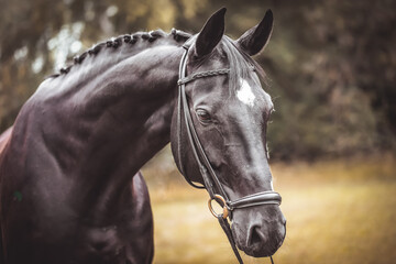 Portrait einer schwarzen Stute