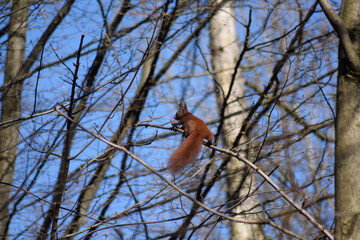 Eichhörnchen im Baum