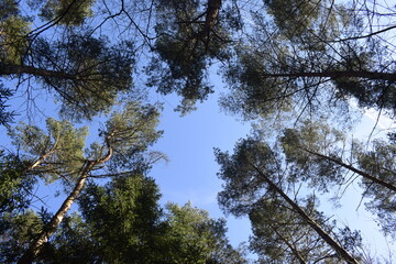 Obraz premium Klarer Blauer Himmel mit Bäumen