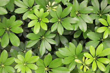 Top view of green leaf background