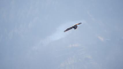 Red Kite over the Black forest in Germany