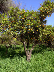  A mandarin garden in the Aegean coastal town Bodrum, Turkey.     