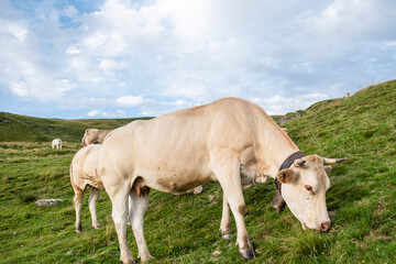 cows in Col Aubisque, Aquitaine, French Pyrenees, France