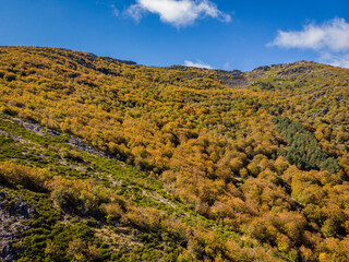 beech of Tejera Negra, Sierra Norte de Guadalajara Natural Park, Cantalojas, Guadalajara, Spain