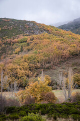 Pardomino Forest, Picos de Europa Regional Park, Boñar, Castilla-Leon, Spain