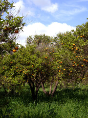 Fototapeta na wymiar A mandarin garden in the Aegean coastal town Bodrum, Turkey. 