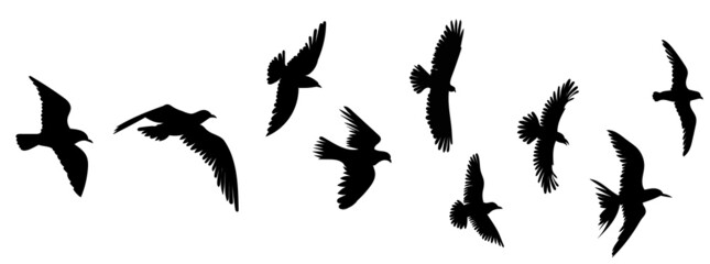 flying birds silhouette isolated vector