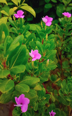 pink flowers in the garden