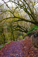 A tourist route through the protected rainforests of Sochi. Moss-covered trees near the Psaho canyon. Yew-boxwood grove. Caucasian Nature Reserve.