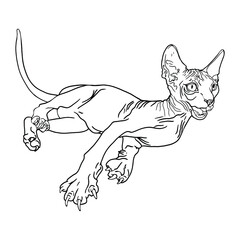 Isolated vector  illustration of a sphinx cat. Line of a cat as a blank for a designer, textile, photo print, logo, coloring