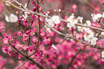 Fototapeta na wymiar Beautiful floral spring abstract background of nature. Branches of blossoming plum with selective focus. Banner For easter and spring greeting cards with copy space