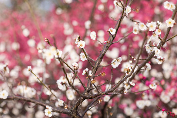 Beautiful floral spring abstract background of nature. Branches of blossoming plum with selective focus. Banner For easter and spring greeting cards with copy space