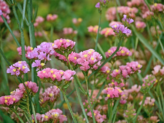 Staticepflanzen (Strandflieder) in pink und lila mit kleinen gelben Blüten.