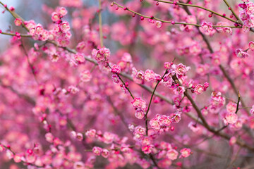Beautiful floral spring abstract background of nature. Branches of blossoming plum with selective focus. Banner For easter and spring greeting cards with copy space