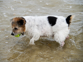 Close-up of a small black-and-white dog paddling in the sea carrying a tennis ball in his mouth - obrazy, fototapety, plakaty