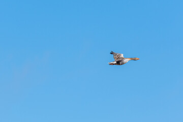 Obraz premium Greylag Goose (Anser anser) flying in air with blue background without clouds
