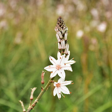 Asphodelus fistulosus,hollow-stemmed asphodel or onionweed in greek nature