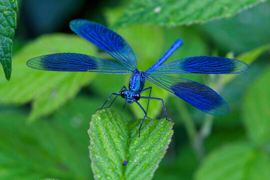 Banded Demoiselle