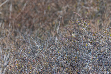 Meadow pipit (Anthus pratensis) on a bush  that is not yet green