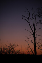 tree silhouette at sunset