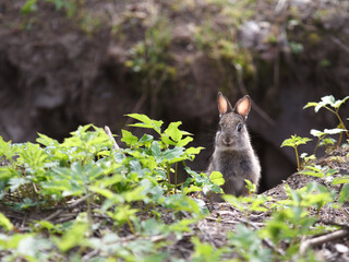 Curious little bunny peeking from a rabbit hole in early spring.