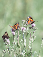 Tranquil summer scene, butterflies resting on thistles, blurry background