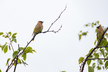 Cedar Waxwing, bird sitting in a tree