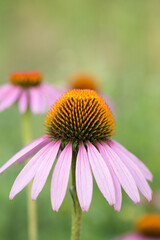 Bright summer flowers, beautiful and saturated shades