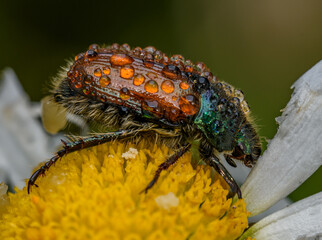 garden chafer or garden foliage beetle (Phyllopertha horticola) covered with drops on daisy flower