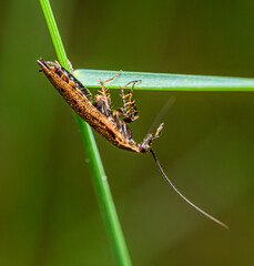 forest cockroach or lesser cockroach (Ectobius sylvestris) on grass