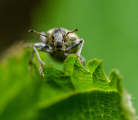 beetle detail portrait on edge of leaf