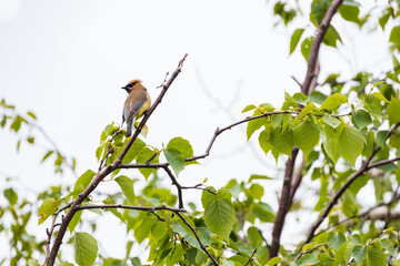 Cedar Waxwing, bird sitting in a tree