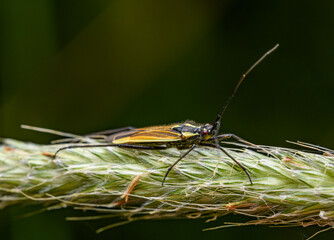 meadow plant bug (Leptopterna dolabrata, or Miris dolabratus) on grass inflorescence