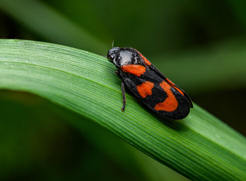 black-and-red or red-and-black froghopper (Cercopis vulnerata) on grass