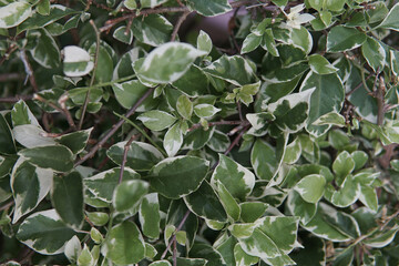 Flowers leaf blossom in springtime.