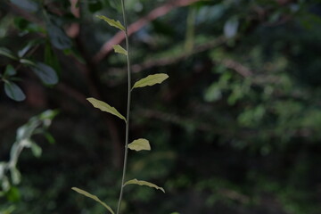 leaves in the forest