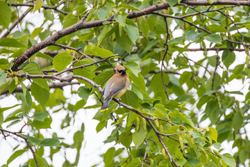 Cedar Waxwing, bird sitting in a tree