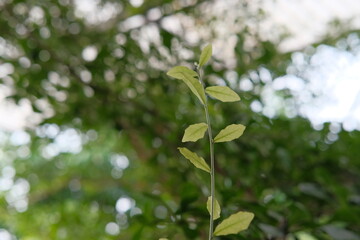 Fototapeta na wymiar leaves of a tree