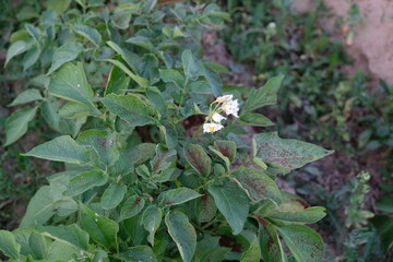 FU 2021-06-16 Natur 171 Kartoffelpflanzen blühen