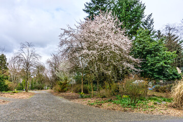 Early Spring Tree Blossoms 2