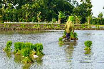 A bundle of rice seeds that are in the water or paddy field, rice seeds for planting. Field where seeding rice is transplanted. Rice seeds are ready to be planted. 