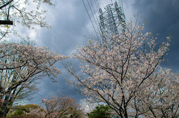 桜の花と鉄塔