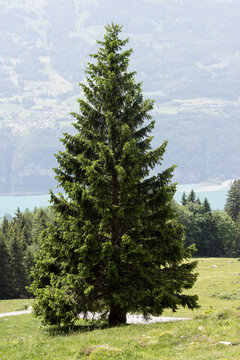 Gro&szlig;e alte Tanne in den Alpen