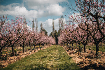 spring in the mountains