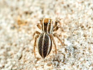Jumping spider of the genus Phlegra.